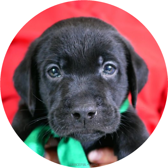 英国ラブラドールの子犬(A child of ソロモン & ) 英国ラブラドールの子犬